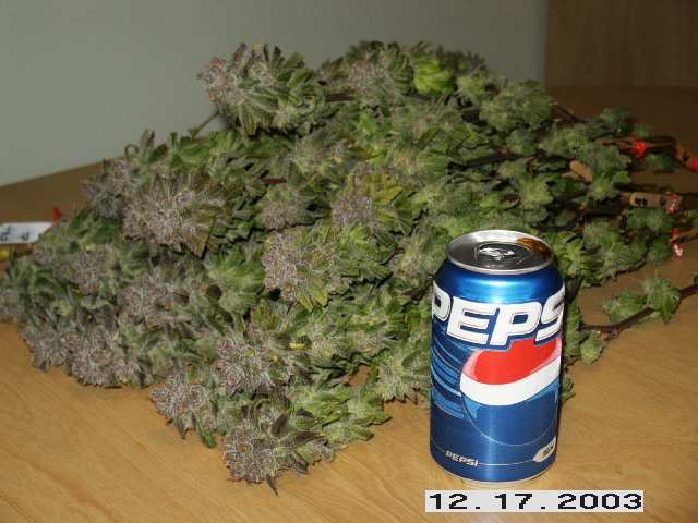 bb_biggerpile.jpg